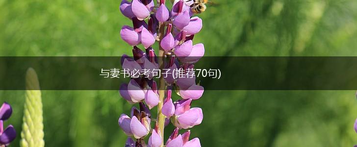 与妻书必考句子(推荐70句),第1张