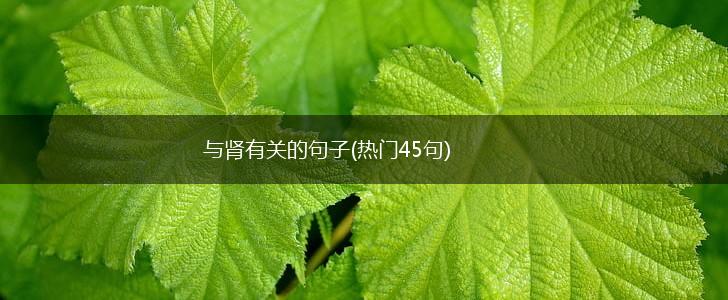 与肾有关的句子(热门45句),第1张