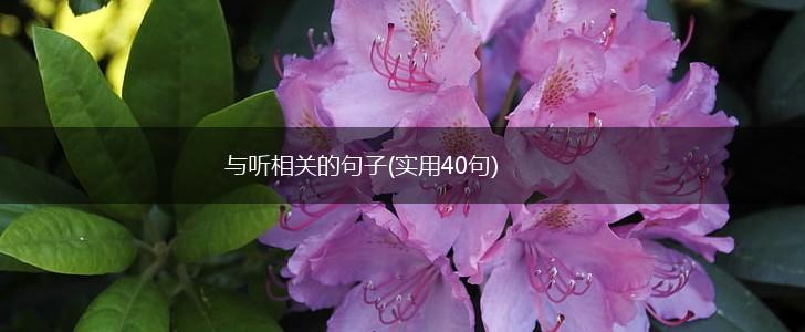 与听相关的句子(实用40句),第1张