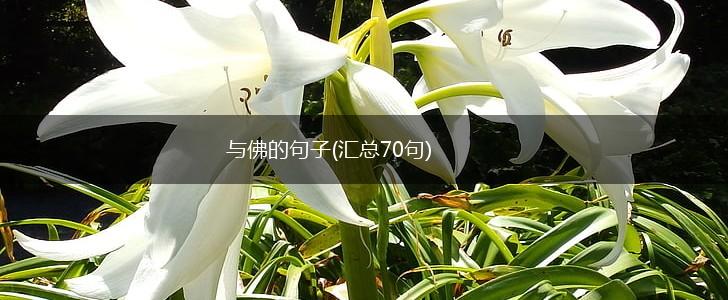 与佛的句子(汇总70句),第1张