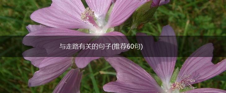 与走路有关的句子(推荐60句),第1张