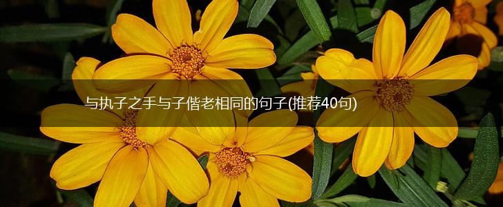 与执子之手与子偕老相同的句子(推荐40句),第1张