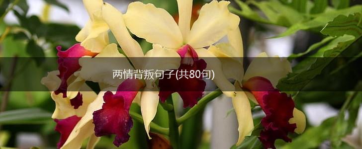 两情背叛句子(共80句),第1张
