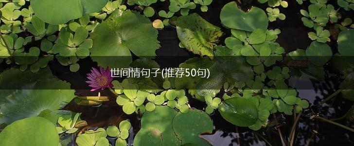 世间情句子(推荐50句),第1张