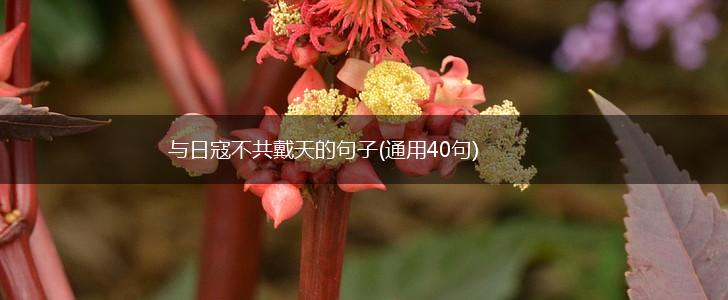 与日寇不共戴天的句子(通用40句),第1张