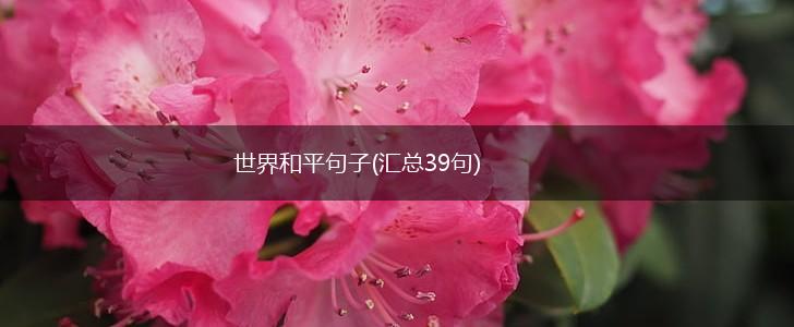 世界和平句子(汇总39句),第1张