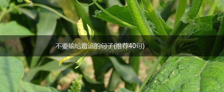 不要输给霉运的句子(推荐40句),第1张