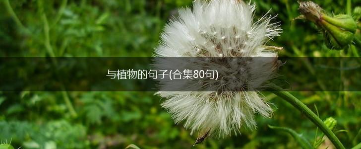 与植物的句子(合集80句),第1张