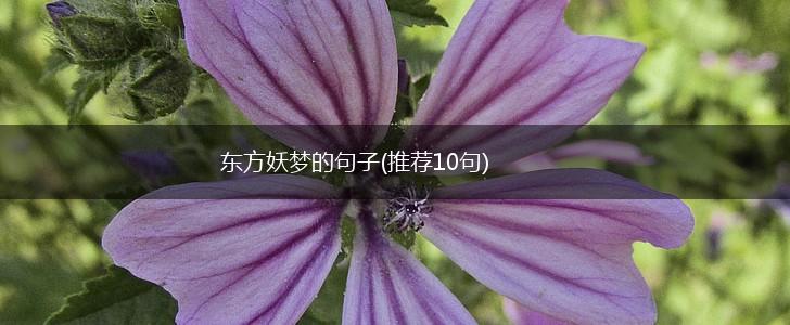 东方妖梦的句子(推荐10句),第1张