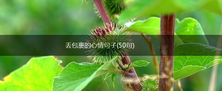 丢包裹的心情句子(50句),第1张