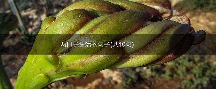两口子生活的句子(共40句),第1张