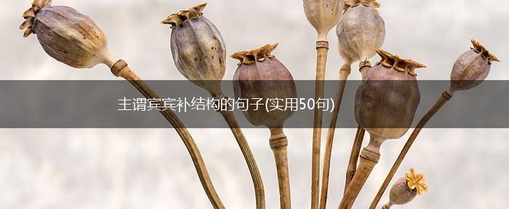 主谓宾宾补结构的句子(实用50句),第1张
