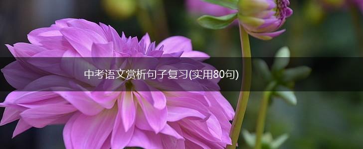 中考语文赏析句子复习(实用80句),第1张