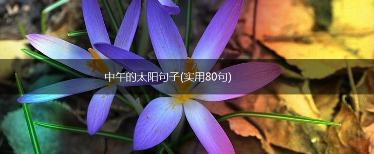中午的太阳句子(实用80句),第1张