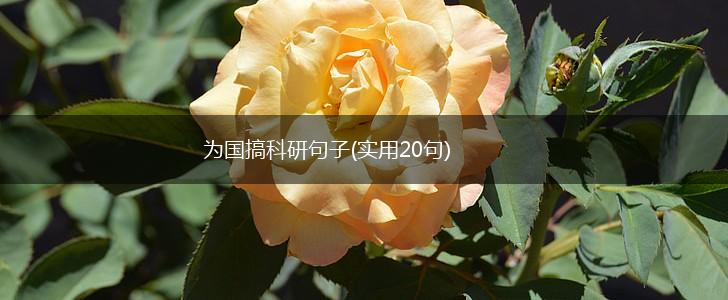 为国搞科研句子(实用20句),第1张