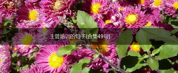 主管培训的句子(合集49句),第1张