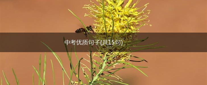 中考优质句子(共15句),第1张