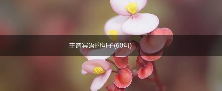 主谓宾语的句子(60句),第1张