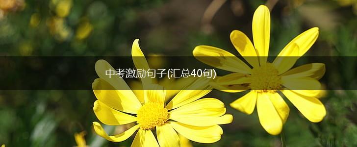 中考激励句子(汇总40句),第1张