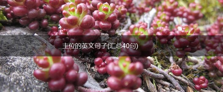 主位的英文句子(汇总40句),第1张