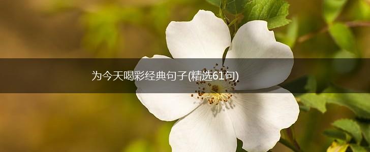 为今天喝彩经典句子(精选61句),第1张