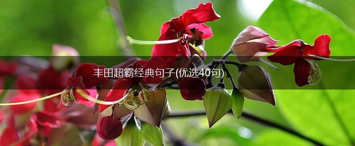 丰田超霸经典句子(优选40句),第1张