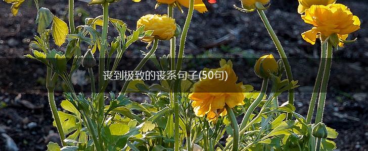 丧到极致的丧系句子(50句),第1张