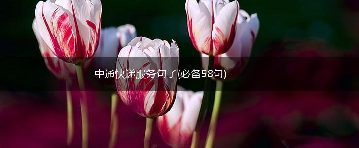 中通快递服务句子(必备58句),第1张