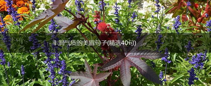 丰润气质的美眉句子(精选40句),第1张