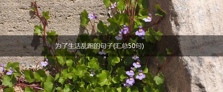 为了生活乱跑的句子(汇总50句),第1张