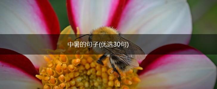 中暑的句子(优选30句),第1张