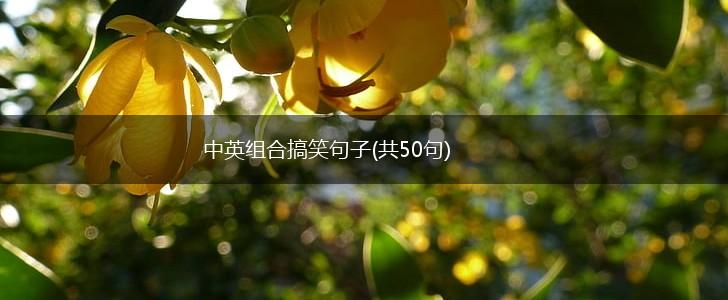 中英组合搞笑句子(共50句),第1张