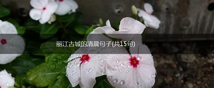 丽江古城的清晨句子(共15句),第1张
