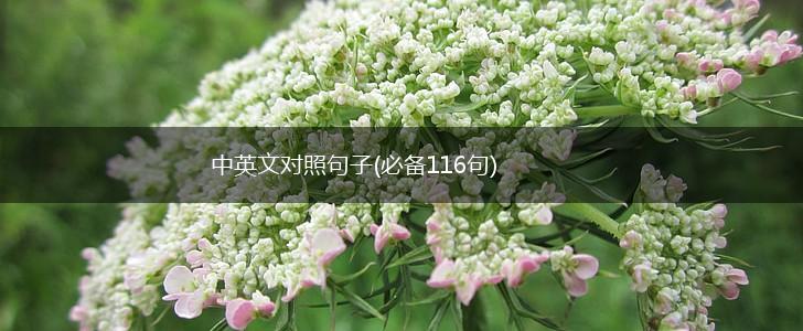 中英文对照句子(必备116句),第1张
