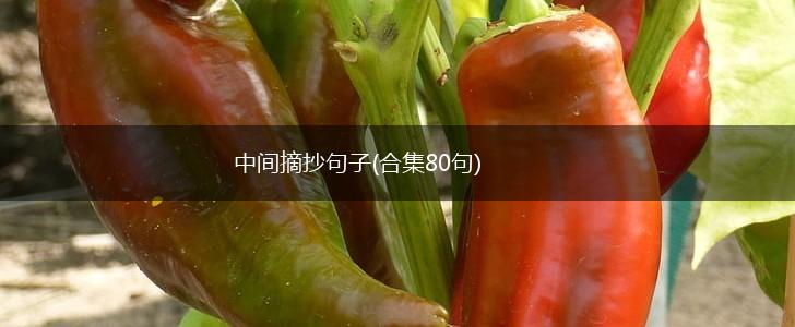 中间摘抄句子(合集80句),第1张