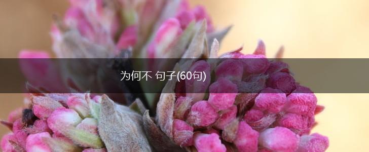 为何不 句子(60句),第1张