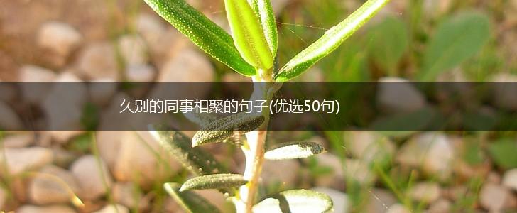 久别的同事相聚的句子(优选50句),第1张