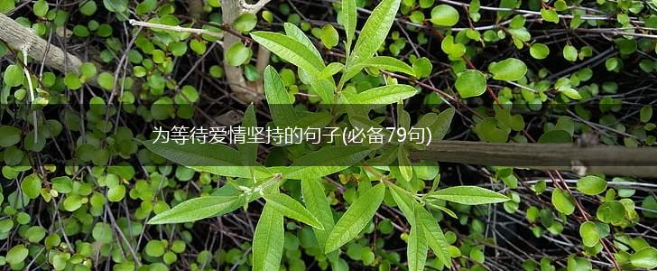 为等待爱情坚持的句子(必备79句),第1张