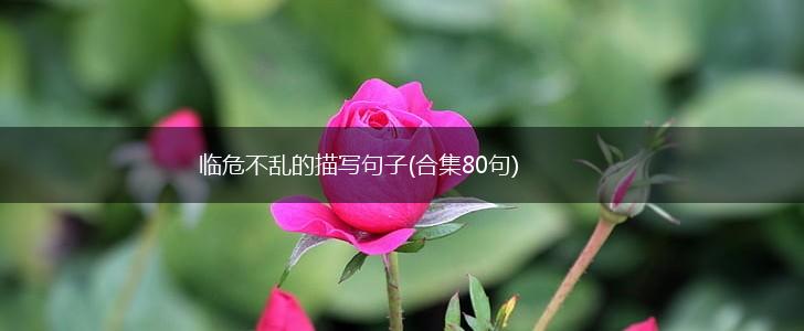 临危不乱的描写句子(合集80句),第1张