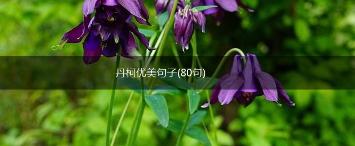 丹柯优美句子(80句),第1张