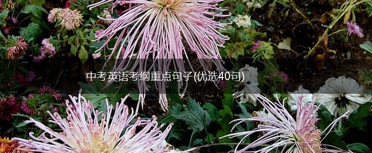 中考英语考纲重点句子(优选40句),第1张