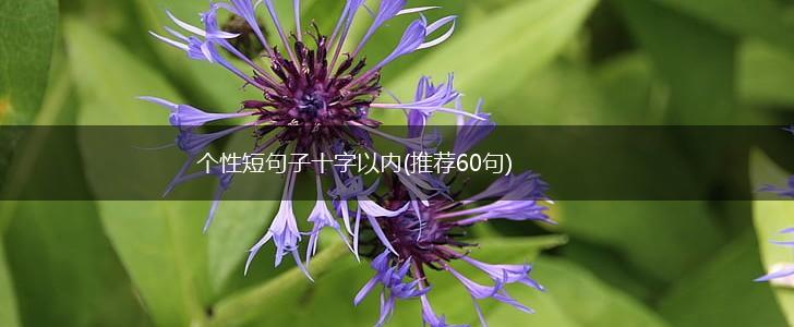 个性短句子十字以内(推荐60句),第1张