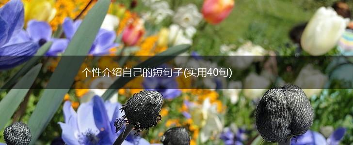 个性介绍自己的短句子(实用40句),第1张