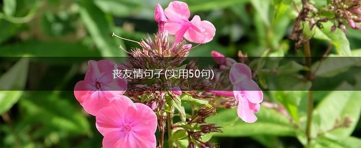 丧友情句子(实用50句),第1张