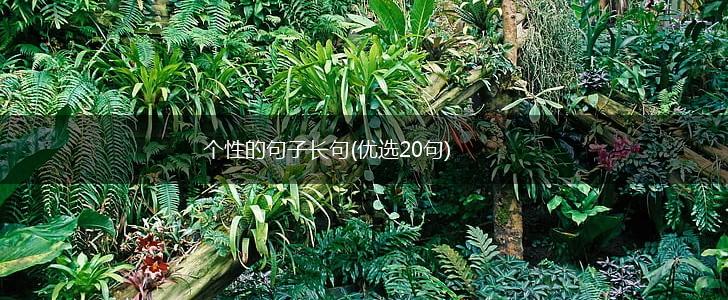 个性的句子长句(优选20句),第1张
