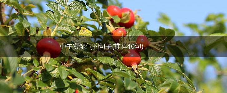 中午发湿气的句子(推荐40句),第1张