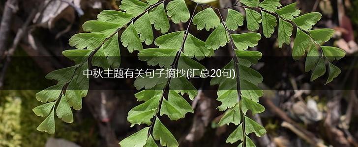 中秋主题有关句子摘抄(汇总20句),第1张