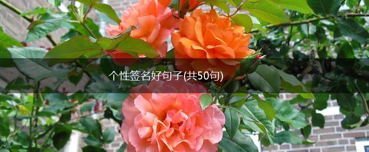 个性签名好句子(共50句),第1张
