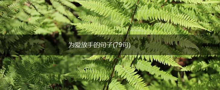 为爱放手的句子(79句),第1张