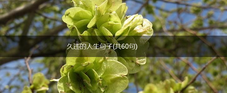 久违的人生句子(共60句),第1张